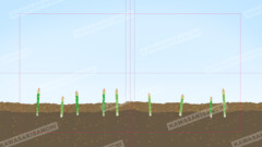 アスパラガスの成長1