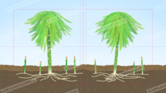 アスパラガスの成長2